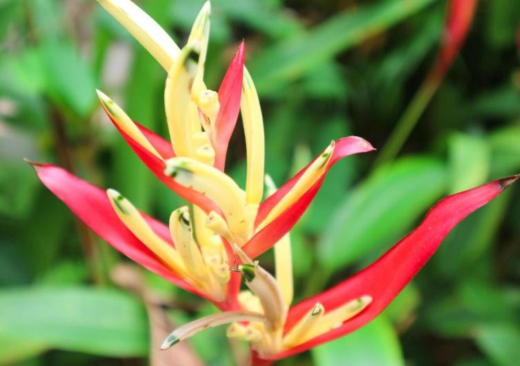 5 Tanaman Hias dengan Getah Berwarna yang Bikin Penasaran